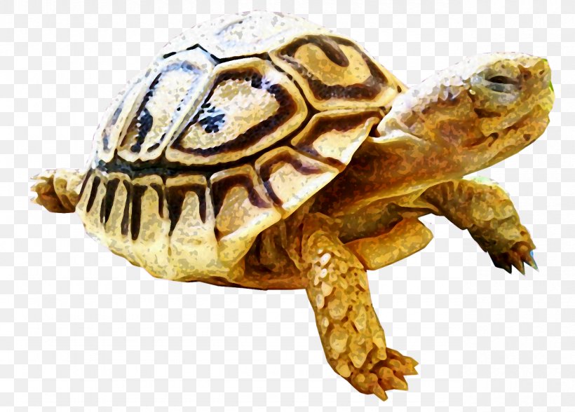 Box Turtles Tortoise Snapping Turtles Sea Turtle, PNG, 1280x919px, Box Turtles, Animal, Box Turtle, Chelydridae, Emydidae Download Free