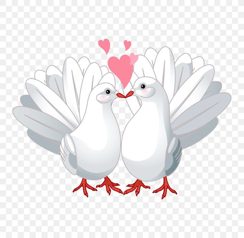 Columbidae Bird Love Clip Art, PNG, 800x800px, Columbidae, Beak, Bird, Chicken, Domestic Pigeon Download Free