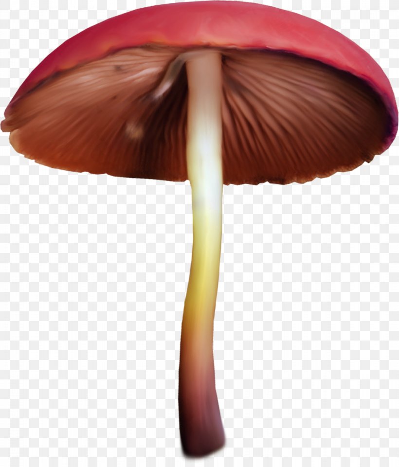 Edible Mushroom Fungus Clip Art, PNG, 1093x1280px, Mushroom, Blog, Digital Image, Drawing, Edible Mushroom Download Free