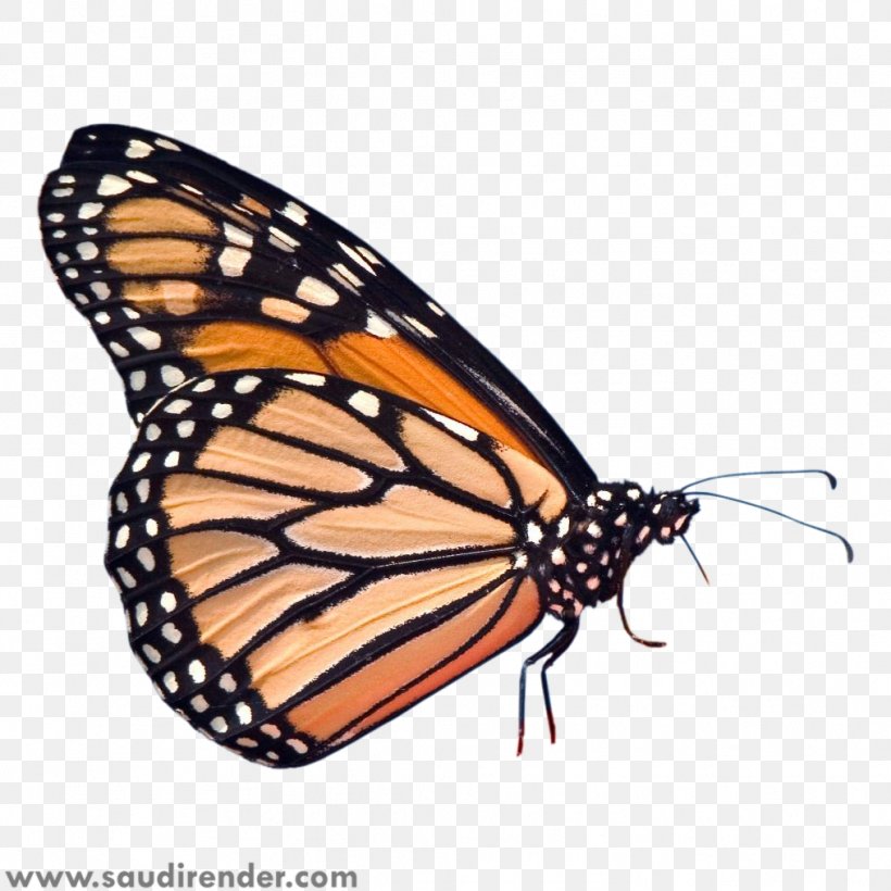 Monarch Butterfly Insect Pieridae Caterpillar, PNG, 1014x1014px, Monarch Butterfly, Arthropod, Brush Footed Butterfly, Brushfooted Butterflies, Butterflies And Moths Download Free