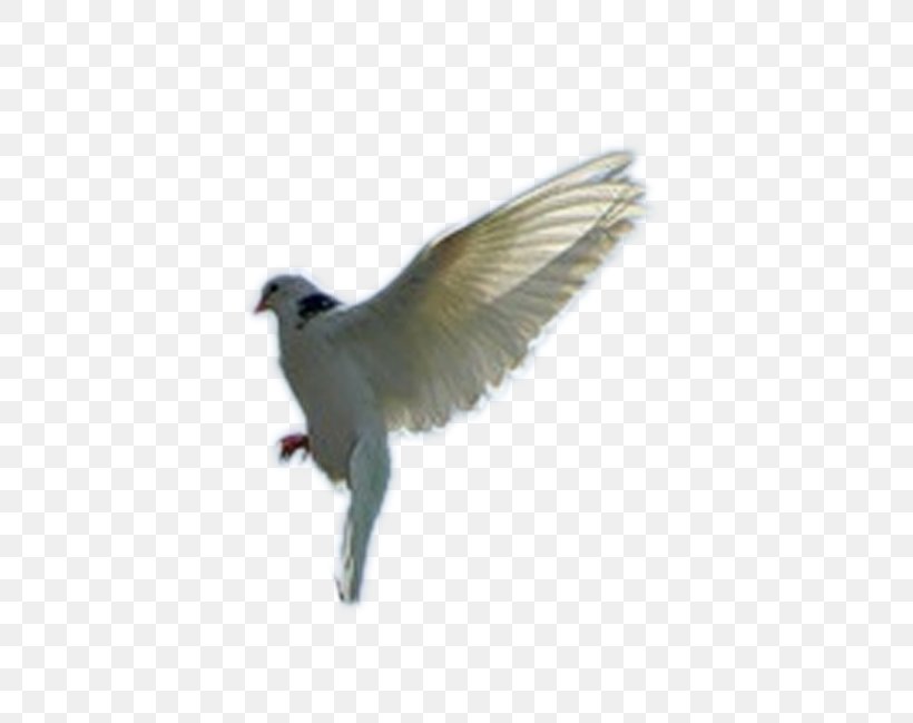 Stock Dove American Sparrows Cuckoos Beak Wing, PNG, 531x649px, Stock Dove, American Sparrows, Beak, Bird, Cuckoos Download Free