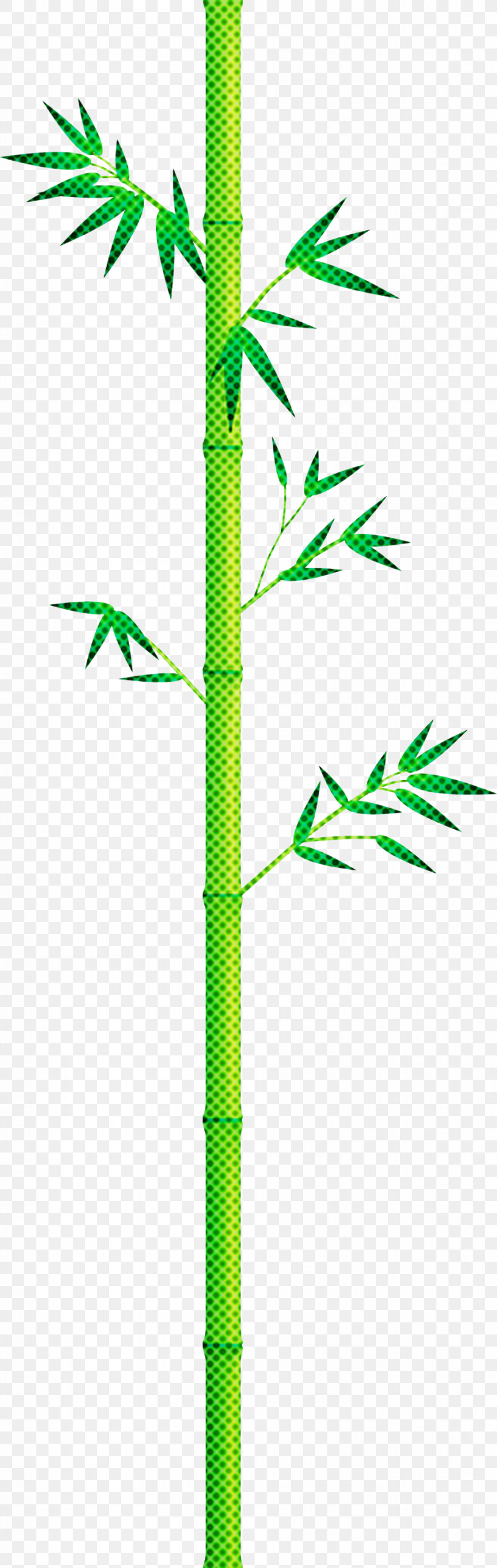 Bamboo Leaf, PNG, 951x2999px, Bamboo, Flower, Hemp Family, Leaf, Pedicel Download Free