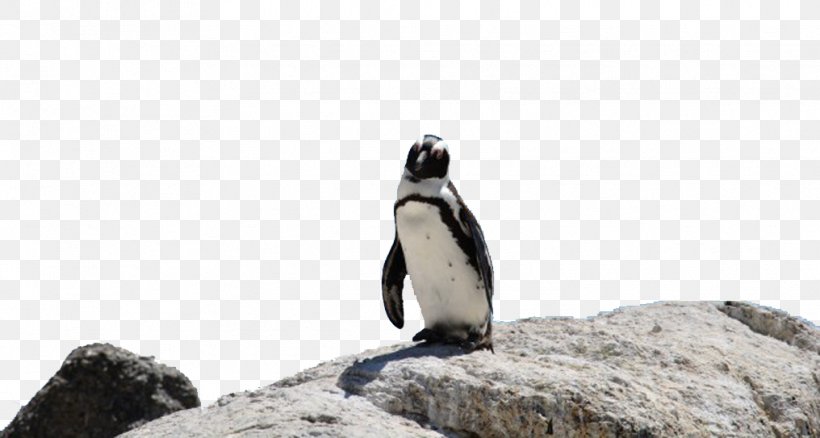Boulders Beach King Penguin Bird Word Rings, PNG, 1016x543px, Boulders Beach, African Penguin, Animal, Beak, Bird Download Free