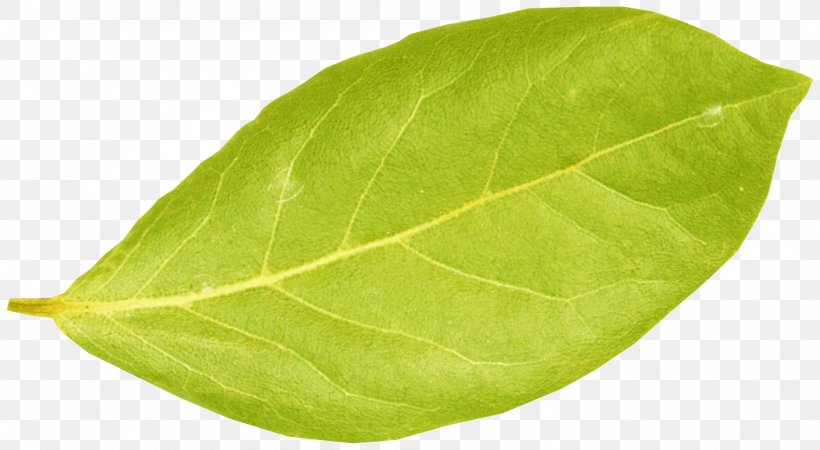 Centerblog Leaf Plant Pathology Spring, PNG, 1889x1038px, Centerblog, Blog, Herb, Leaf, Pathology Download Free