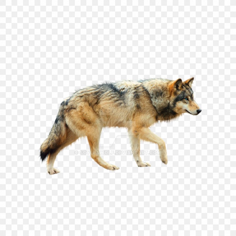 Dog Coyote Mexican Wolf Tundra Wolf Red Wolf, PNG, 1024x1024px, Dog ...