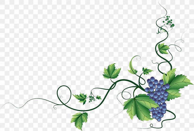 Floral Flower Background, PNG, 3072x2076px, Wine, Branch, Cabernet Franc, Cabernet Sauvignon, Common Grape Vine Download Free