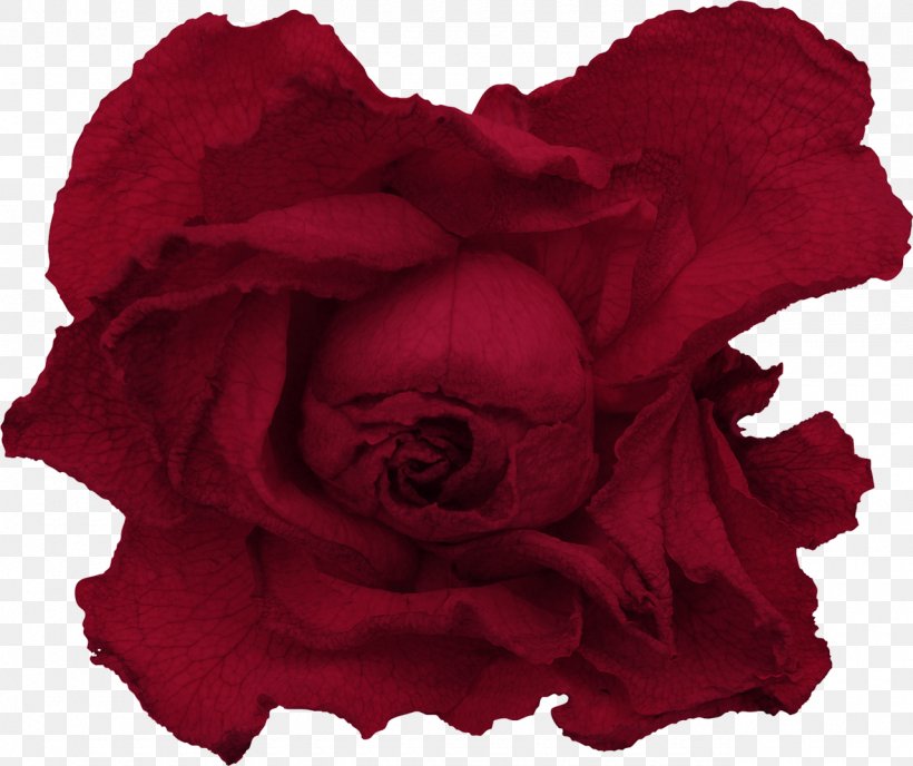Garden Roses Red Drawing, PNG, 1280x1074px, Garden Roses, Beach Rose, Cut Flowers, Data, Data Compression Download Free