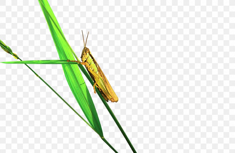 Grasshopper Caelifera, PNG, 960x624px, Grasshopper, Caelifera, Grass, Green, Insect Download Free