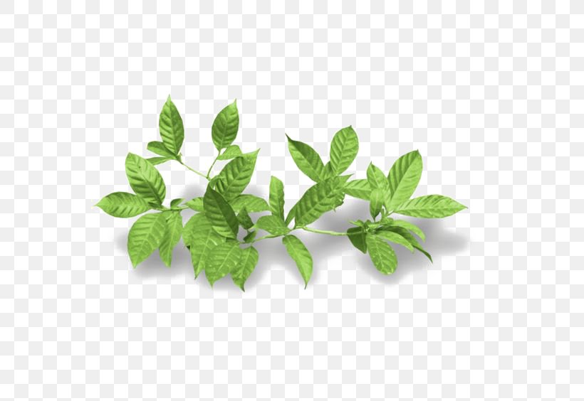 Houseplant Leaf, PNG, 564x564px, Plant, Arecaceae, Color, Flower, Flowerpot Download Free