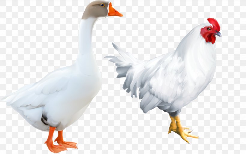 Chicken Domestic Goose Duck Bird, PNG, 3244x2033px, Chicken, Beak, Bird, Domestic Goose, Duck Download Free