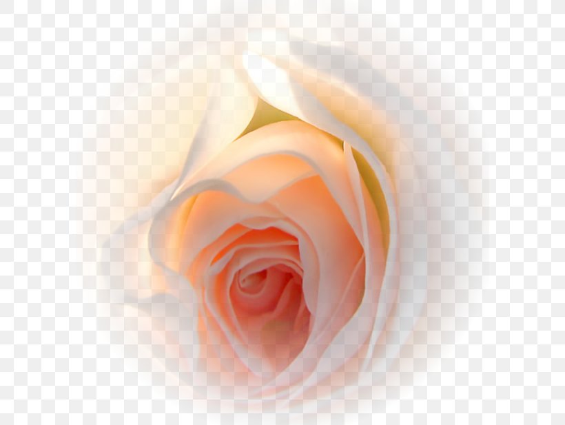 Garden Roses Flower Gift Love, PNG, 600x617px, Garden Roses, Author, Birthday, Cabbage Rose, Close Up Download Free
