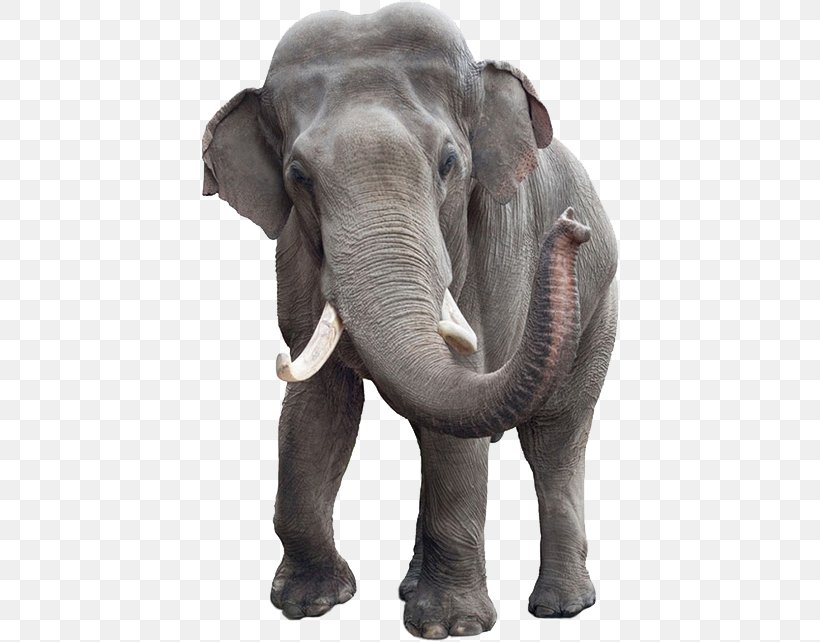 Asian Elephant African Bush Elephant Stock Photography Stock.xchng, PNG, 418x642px, Asian Elephant, African Bush Elephant, African Elephant, Can Stock Photo, Depositphotos Download Free