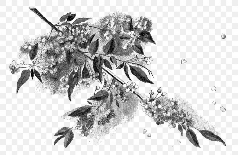 Black And White Drawing Cherry Blossom Motif Sketch, PNG, 1600x1044px, Black And White, Artwork, Blossom, Branch, Cherry Blossom Download Free