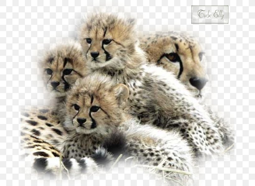 De Wildt Cheetah And Wildlife Centre Cat Leopard, PNG, 688x600px, Cheetah, Animal, Baby Cheetahs, Big Cat, Big Cats Download Free