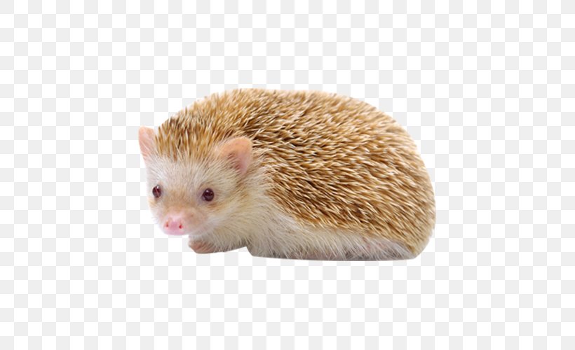 Domesticated Hedgehog Porcupine Mammal Animal, PNG, 500x500px, Hedgehog, Animal, Cuteness, Domesticated Hedgehog, Erinaceidae Download Free