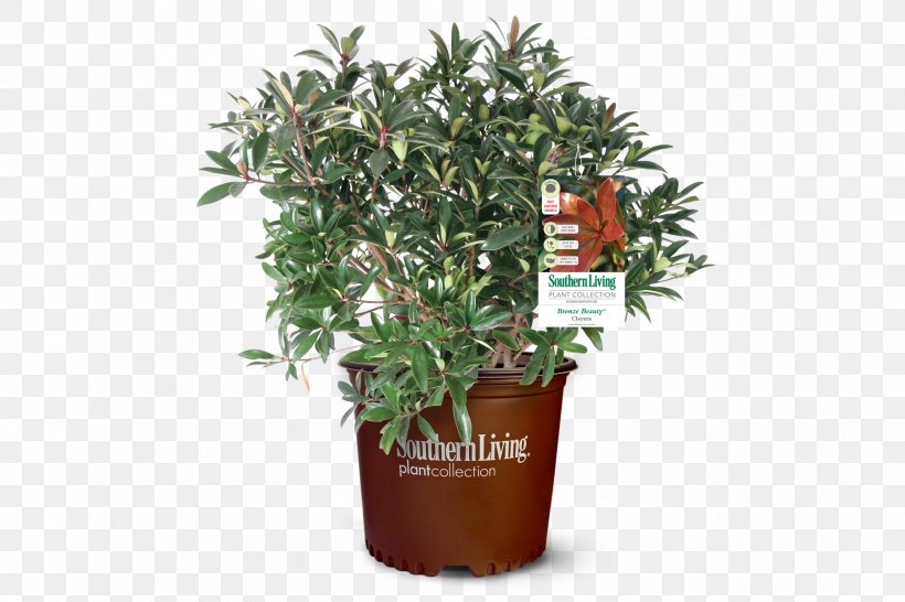 Tree Bay Laurel Shrub Cherry Laurel Houseplant, PNG, 1800x1200px, Tree, Bay Laurel, Casserole, Cherry Laurel, Cooking Download Free