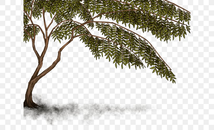 Twig Leaf Vegetation Evergreen, PNG, 640x500px, Twig, Branch, Evergreen, Leaf, Plant Download Free