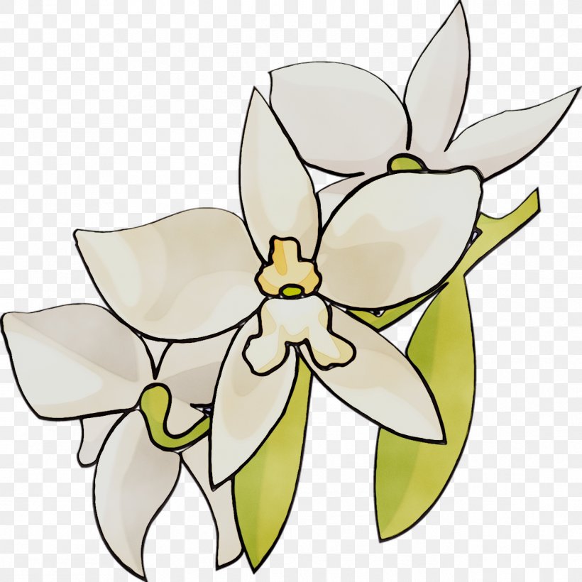Vector Graphics Clip Art Orchids Free Content, PNG, 1292x1292px, Orchids, Botany, Cattleya, Drawing, Flower Download Free