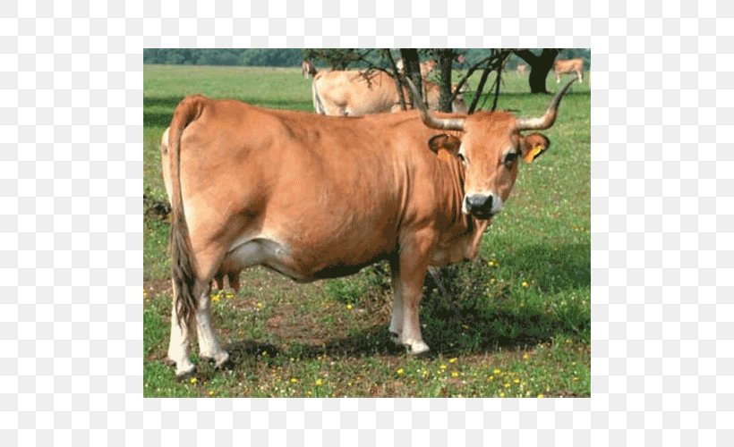 Abondance Cattle Bull Taurine Cattle Ox Breed, PNG, 500x500px, Bull, Brahman, Breed, Bulls And Cows, Cattle Download Free