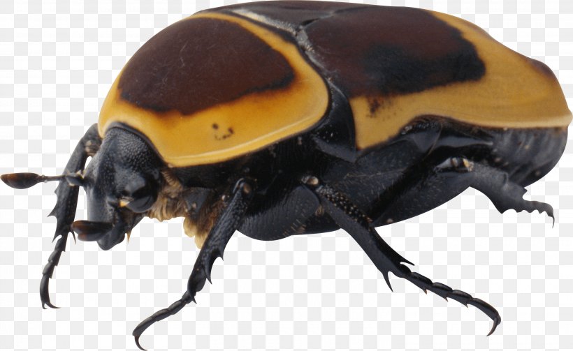 Beetle Clip Art, PNG, 3040x1865px, Beetle, Arthropod, Clipping, Clipping Path, Fauna Download Free
