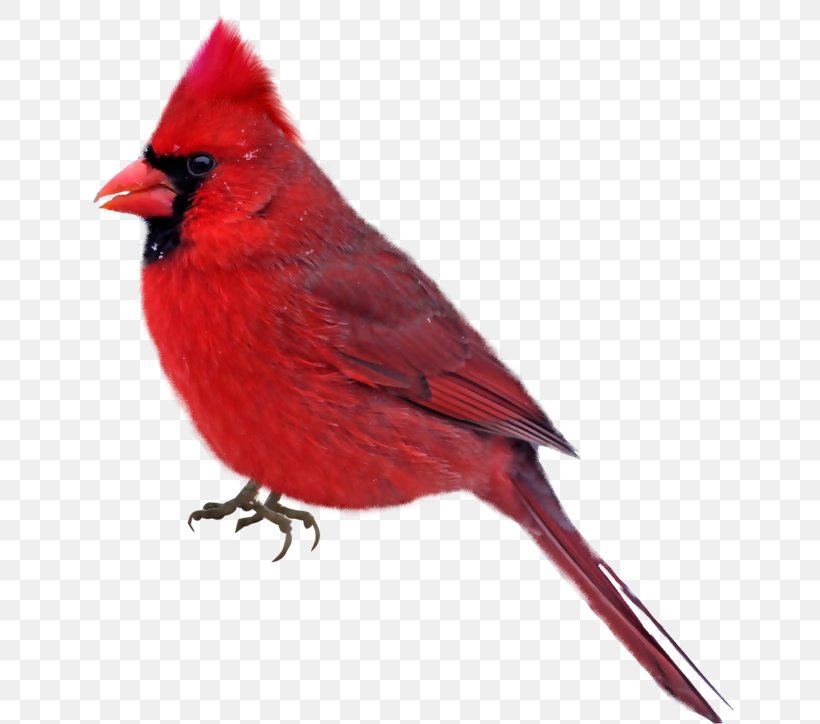 Bird Northern Cardinal Clip Art, PNG, 650x724px, Bird, Beak, Cardinal, Feather, Finch Download Free