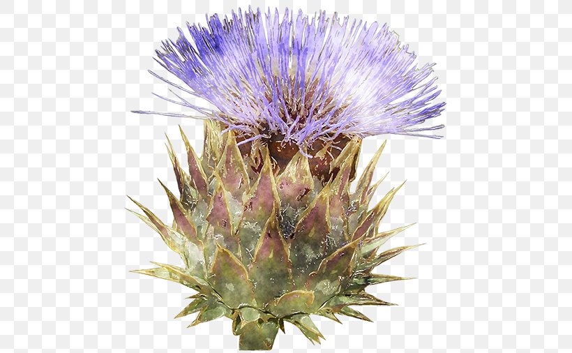 Cardoon Milk Thistle Noxious Weed Purple, PNG, 500x506px, Cardoon, Artichoke Thistle, Burdock, Cynara, Flower Download Free