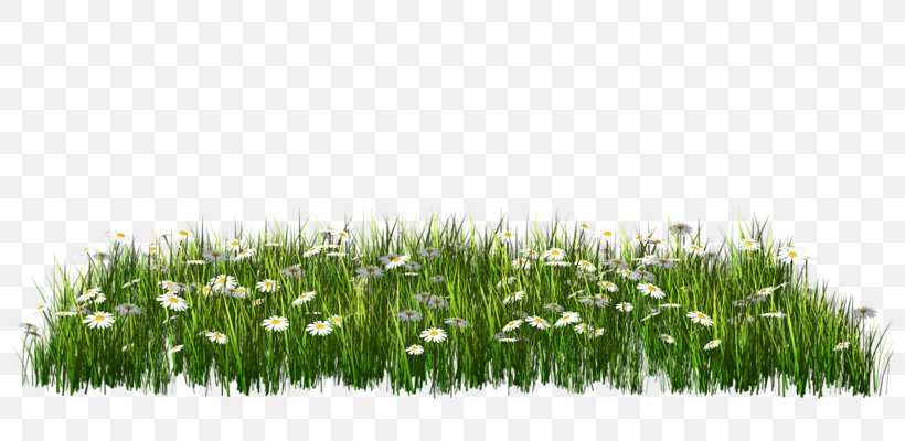 Clip Art, PNG, 800x400px, Lawn, Commodity, Grass, Grass Family, Green Download Free