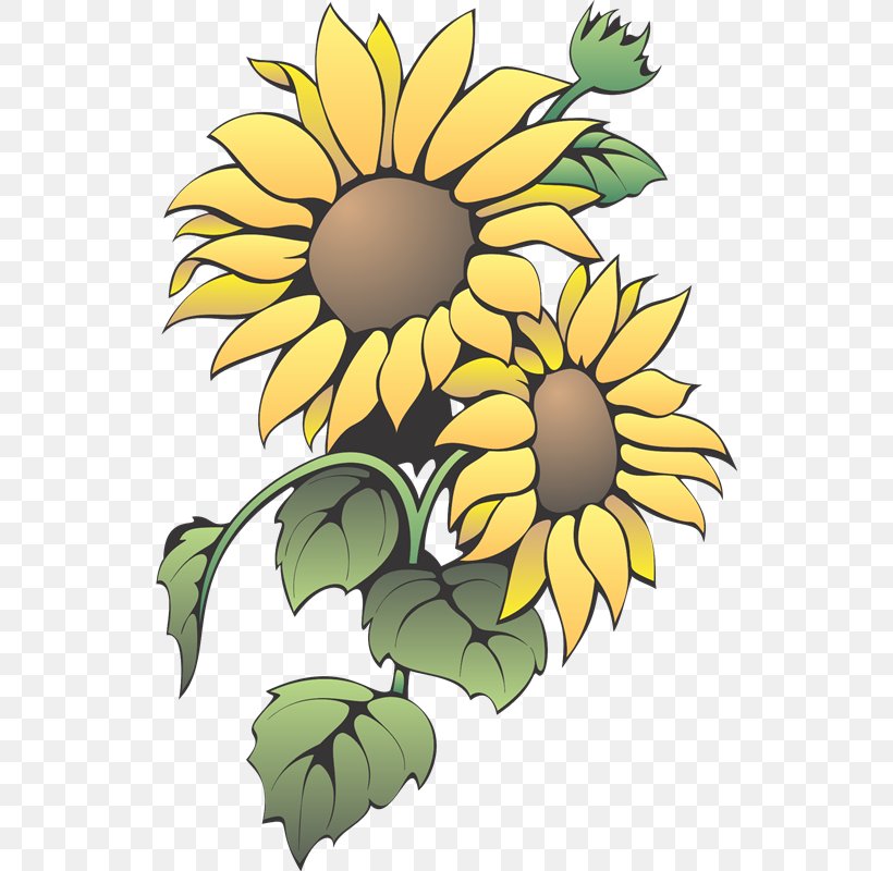 Common Sunflower Color Clip Art, PNG, 534x800px, Common Sunflower, Artwork, Chrysanths, Color, Cut Flowers Download Free