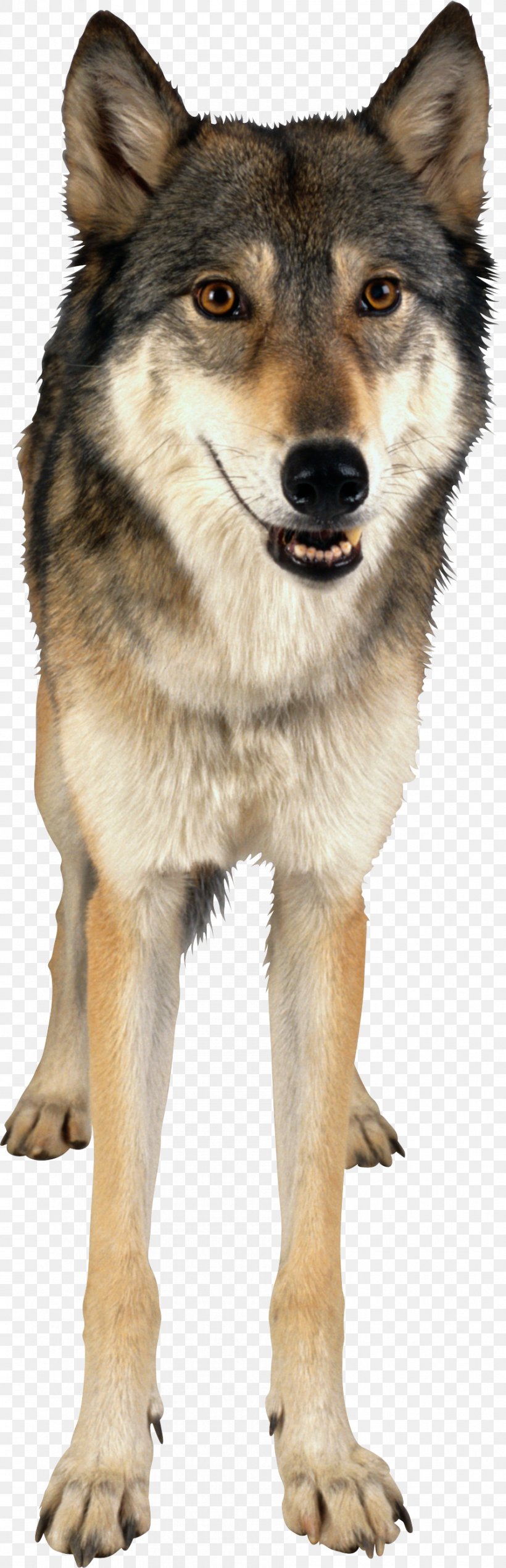 Czechoslovakian Wolfdog Saarloos Wolfdog Kunming Wolfdog Gray Wolf, PNG, 894x2770px, Siberian Husky, Animal, Animation, Canadian Eskimo Dog, Canis Lupus Tundrarum Download Free