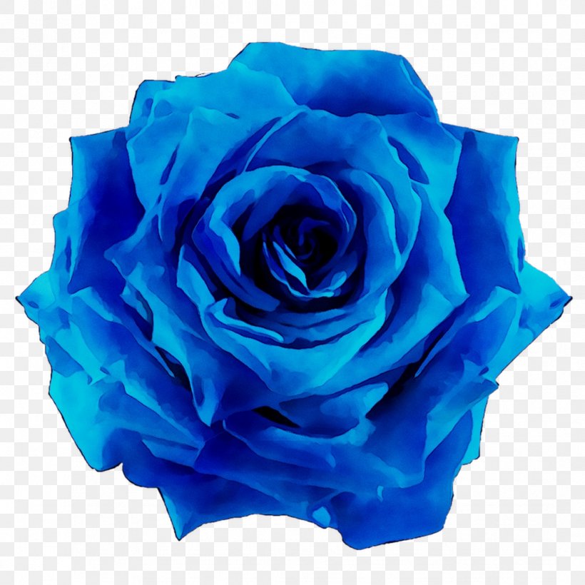 Garden Roses Blue Rose Cabbage Rose Cut Flowers, PNG, 1071x1071px, Garden Roses, Artificial Flower, Blue, Blue Rose, Cabbage Rose Download Free