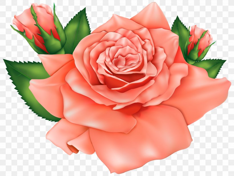 Rose Flower Pink Clip Art, PNG, 5000x3766px, Rose, Blog, Carnation, Cut Flowers, Floral Design Download Free