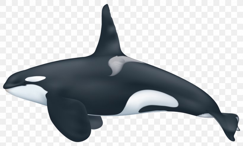 Captive Killer Whales Pygmy Killer Whale Ecotype, PNG, 960x576px, Killer Whale, Animal, Blue Whale, Captive Killer Whales, Cetacea Download Free