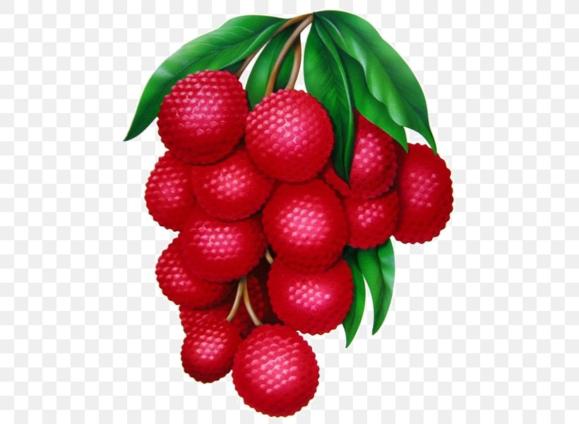 Lychee Fruit Food, PNG, 501x600px, Lychee, Accessory Fruit, Auglis, Berry, Cartoon Download Free