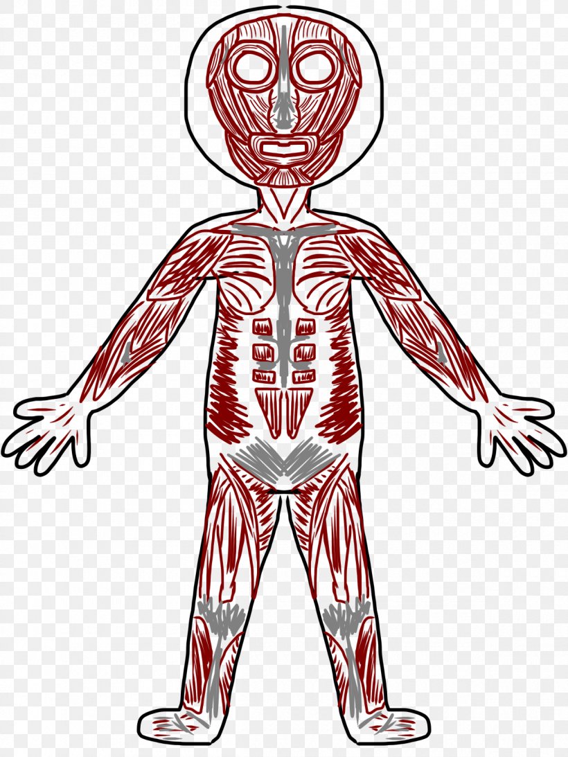 Muscular System Muscle Human Skeleton Human Body Clip Art, PNG, 1200x1600px, Watercolor, Cartoon, Flower, Frame, Heart Download Free