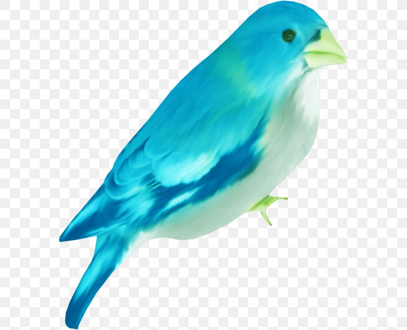 Finches Bird House Sparrow, PNG, 584x666px, Finches, Beak, Bird, Blue, Bluebird Download Free