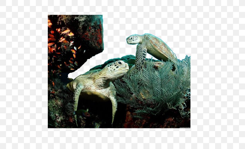 Green Sea Turtle Leatherback Sea Turtle Loggerhead Sea Turtle, PNG, 500x500px, Turtle, Animal, Emydidae, Endangered Species, Fauna Download Free