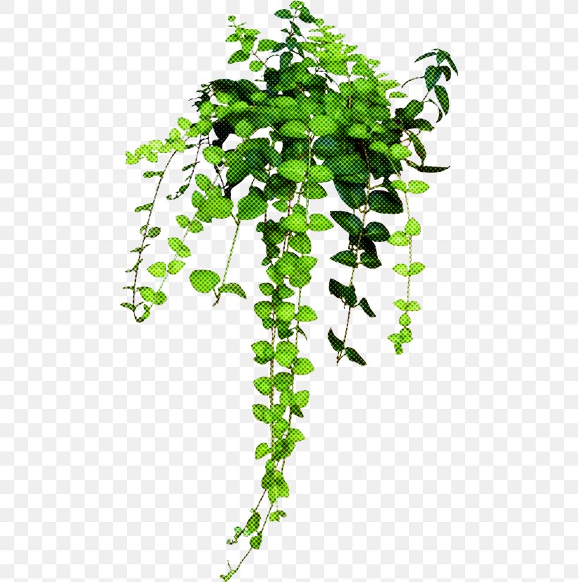 Ivy, PNG, 480x825px, Flower, Branch, Houseplant, Ivy, Leaf Download Free
