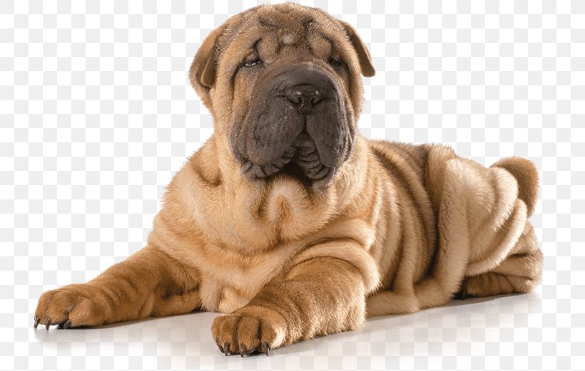Mini Shar Pei Puppy The Chinese Shar-Pei Dog Breed, PNG, 799x521px, Shar Pei, American Kennel Club, Breed, Can Stock Photo, Carnivoran Download Free