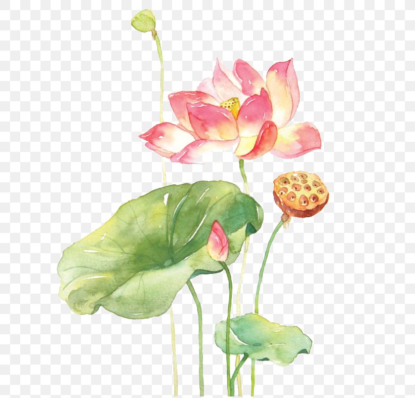 Xiahuayuan District Nelumbo Nucifera Watercolor Painting Drawing, PNG, 658x786px, Xiahuayuan District, Antiaging Cream, Aquatic Plant, Art, Artificial Flower Download Free