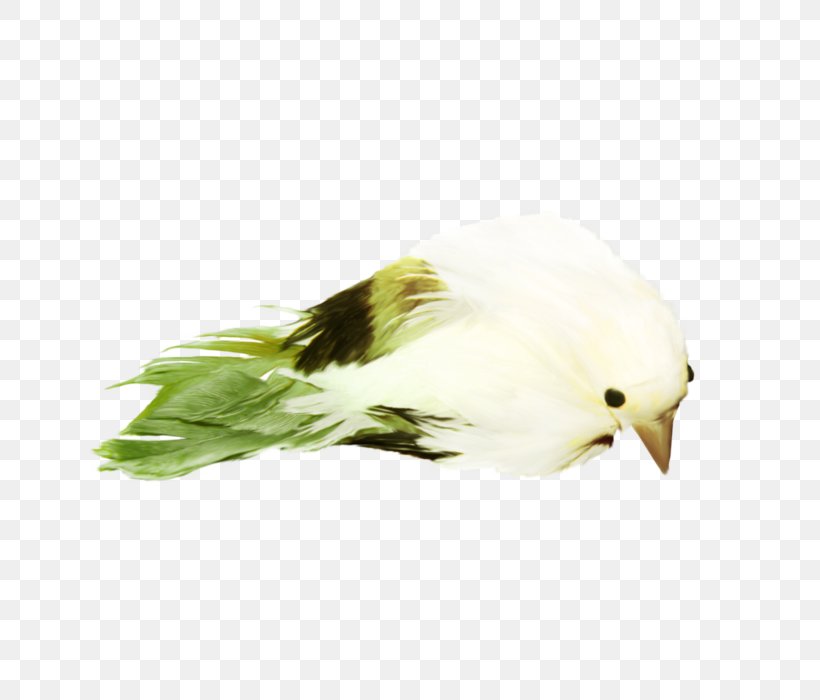Beak Bird Image, PNG, 700x700px, Beak, Animal, Bird, Bird Of Prey, Fauna Download Free