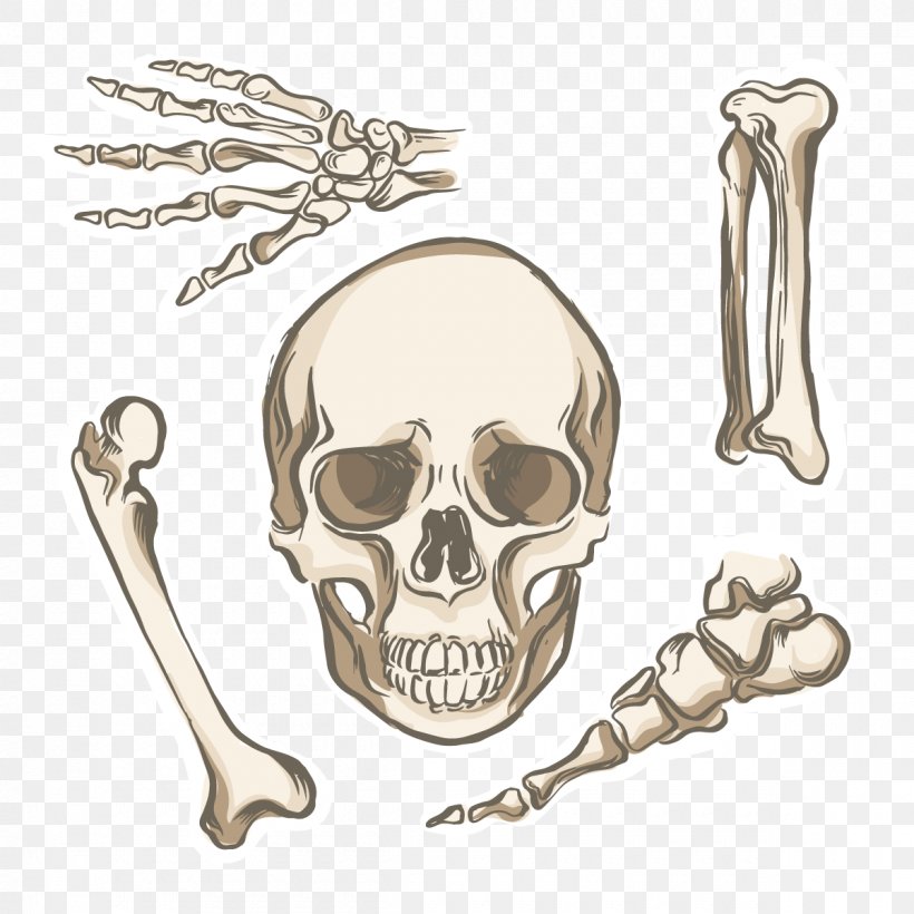 Bone Human Skeleton Human Body Human Anatomy, PNG, 1200x1200px, Bone, Anatomy, Coccyx, Ear, Head Download Free