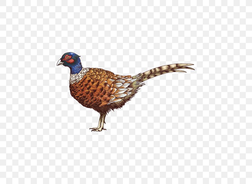 Chicken Cartoon, PNG, 600x600px, Chicken, Beak, Bird, Galliformes, Owl Download Free