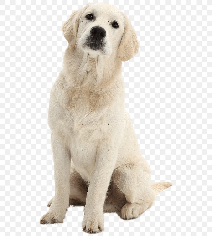 Golden Retriever Labrador Retriever Puppy Polish Tatra Sheepdog Dog Breed, PNG, 528x916px, Golden Retriever, Akbash Dog, Carnivoran, Companion Dog, Dog Download Free