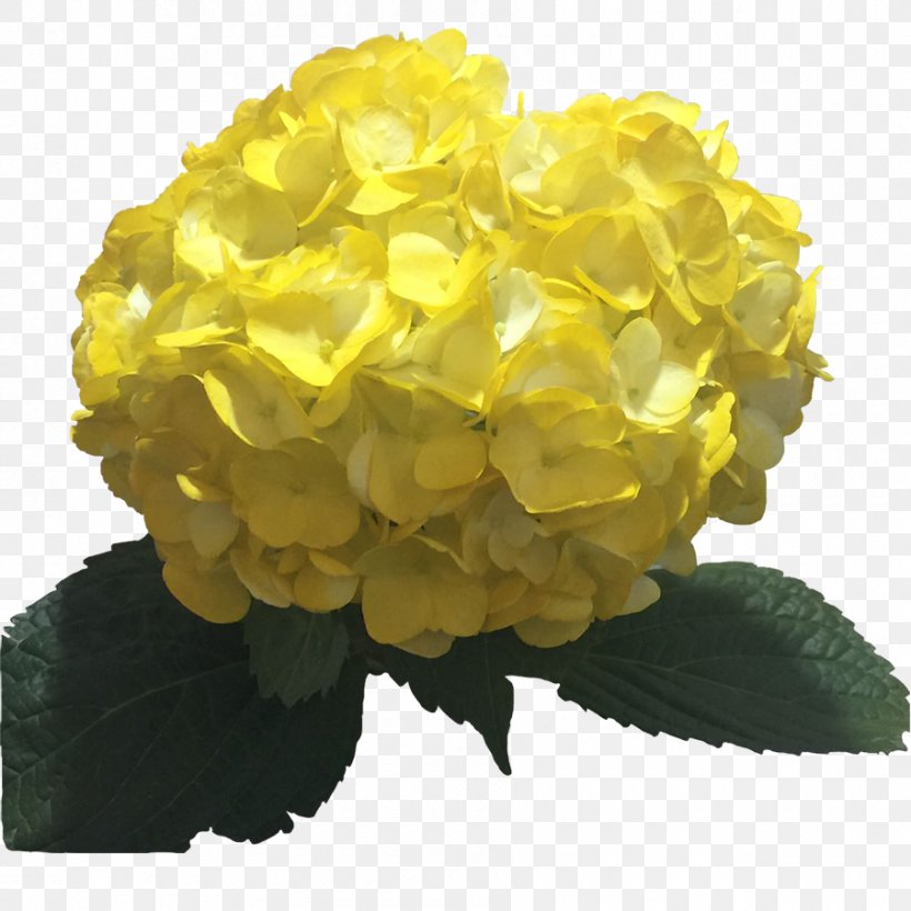 Hydrangea Yellow Flower Color Light, PNG, 900x900px, Hydrangea, Brown, Color, Cut Flowers, Flower Download Free