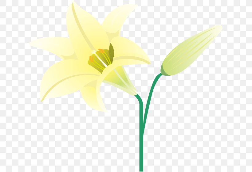 Narcissus Cut Flowers Plant Stem Bud, PNG, 631x561px, Narcissus, Amaryllis Family, Bud, Cut Flowers, Flora Download Free