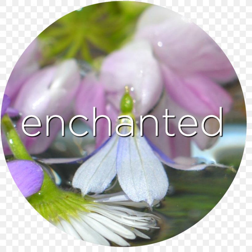Petal Enchanted Forest Nature Flower, PNG, 846x846px, Petal, Enchanted Forest, Energy, Fairy, Fire Download Free