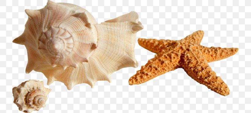 Seashell Shore Mollusc Shell Conch Bivalvia, PNG, 740x370px, Seashell, Animal Figure, Beach, Bivalvia, Conch Download Free