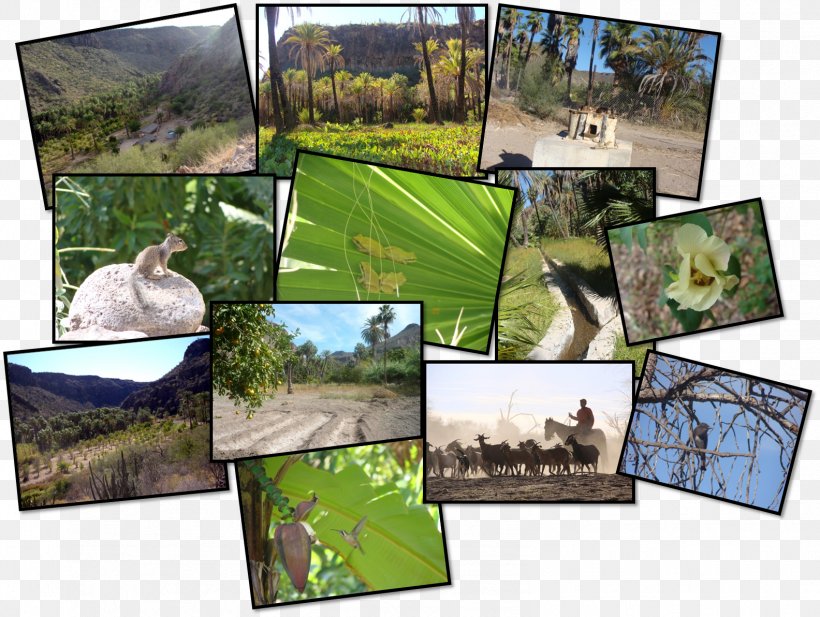 Agroecosystem Ecology Biodiversity Natural Environment, PNG, 1584x1192px, Ecosystem, Agroecosystem, Area, Biodiversity, Collage Download Free
