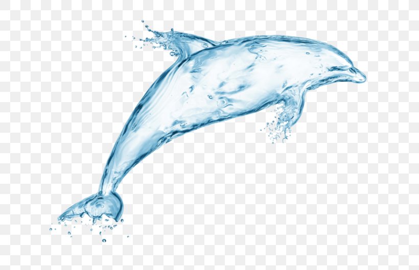 Common Bottlenose Dolphin White-beaked Dolphin Short-beaked Common Dolphin Rough-toothed Dolphin, PNG, 699x529px, Common Bottlenose Dolphin, Beak, Bottlenose Dolphin, Cetacea, Dolphin Download Free