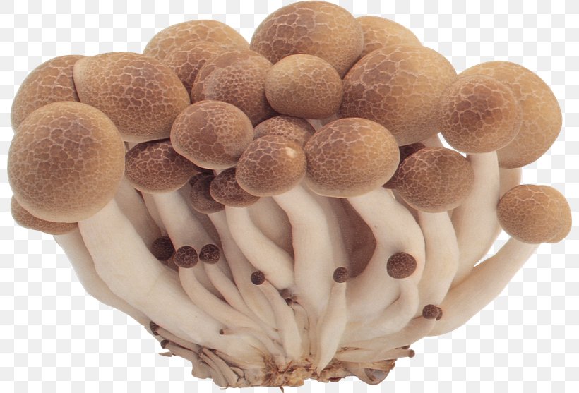 Edible Mushroom Common Mushroom Fungus, PNG, 800x557px, Mushroom, Boletus Edulis, Common Mushroom, Edible Mushroom, Fungus Download Free